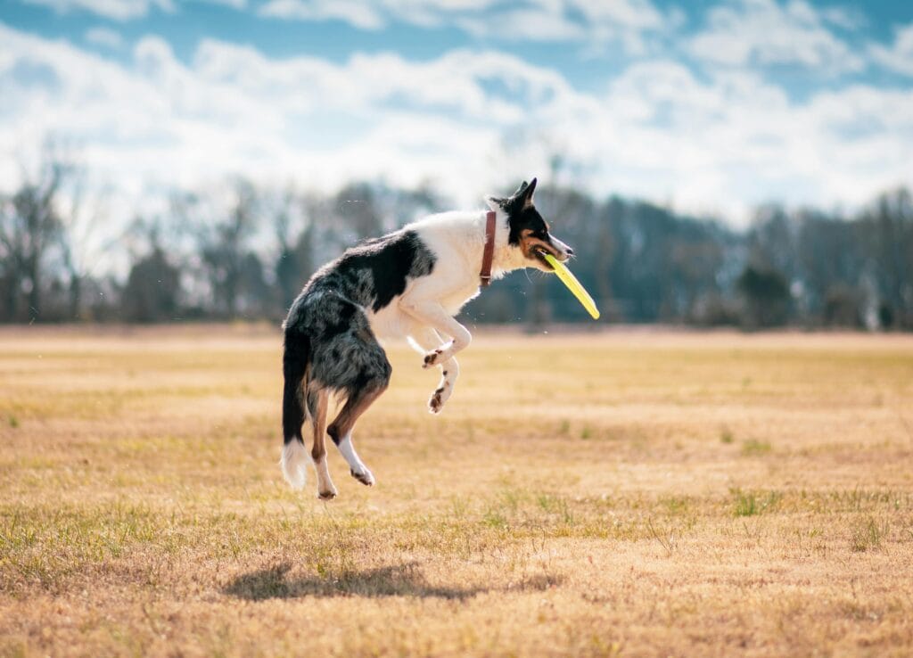 Border Collie leaps high in a sunny field, catching a yellow frisbee in mid-air.