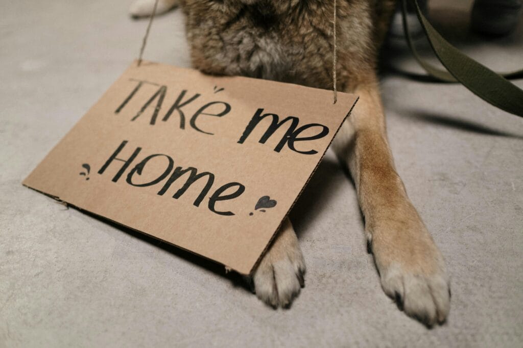 Close-up of a dog holding a cardboard sign with "Take Me Home" message, highlighting adoption appeal.