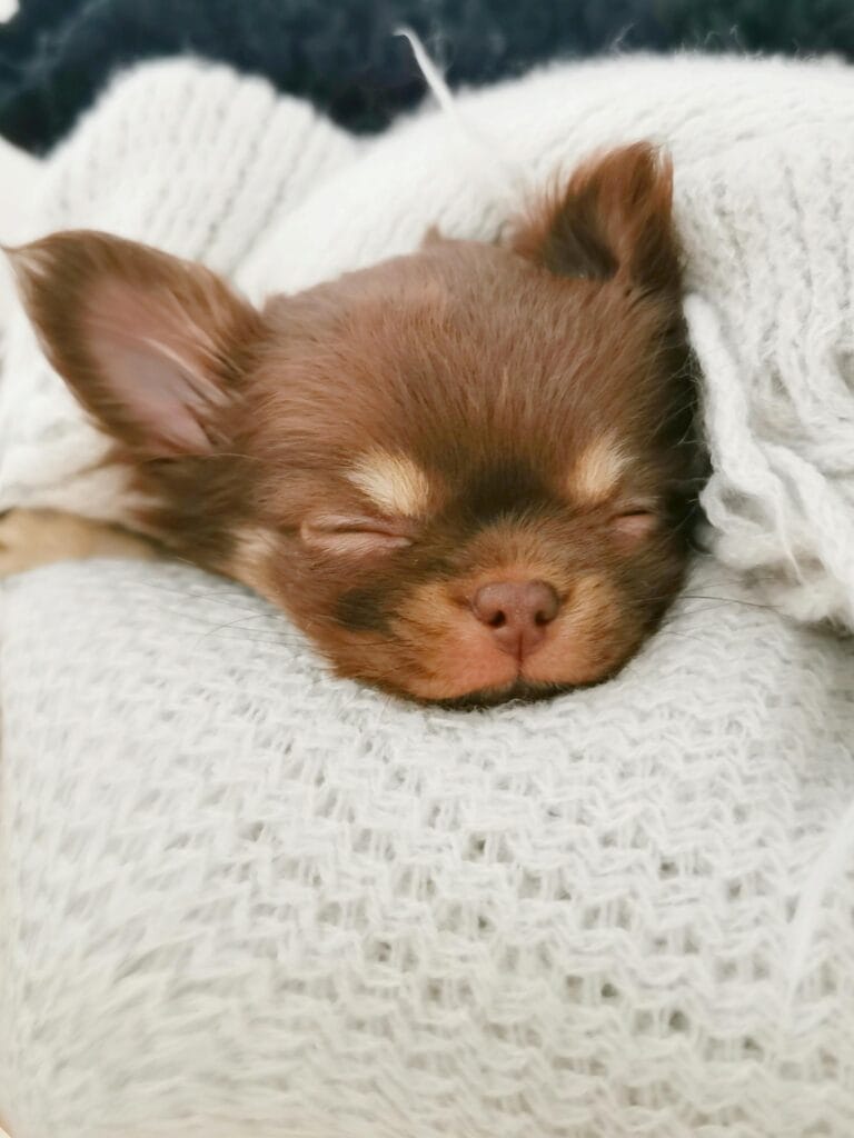 Adorable close-up of a sleeping Chihuahua puppy nestled in a soft blanket.