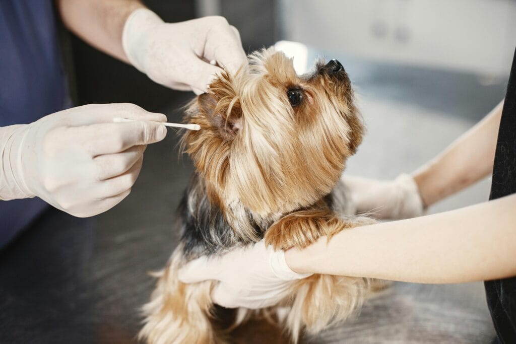 A Yorkshire Terrier gets its ear cleaned by a veterinarian with gloves and cotton bud.