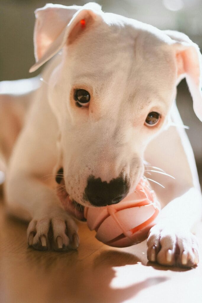 Close-up of a playful Dogo Argentino puppy enjoying a chew toy indoors.