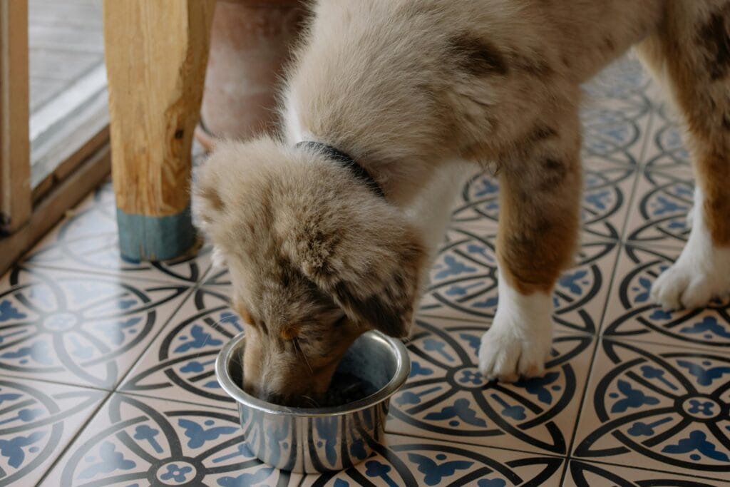 Adorable Australian Shepherd puppy enjoying meal from metal bowl on patterned tile floor.