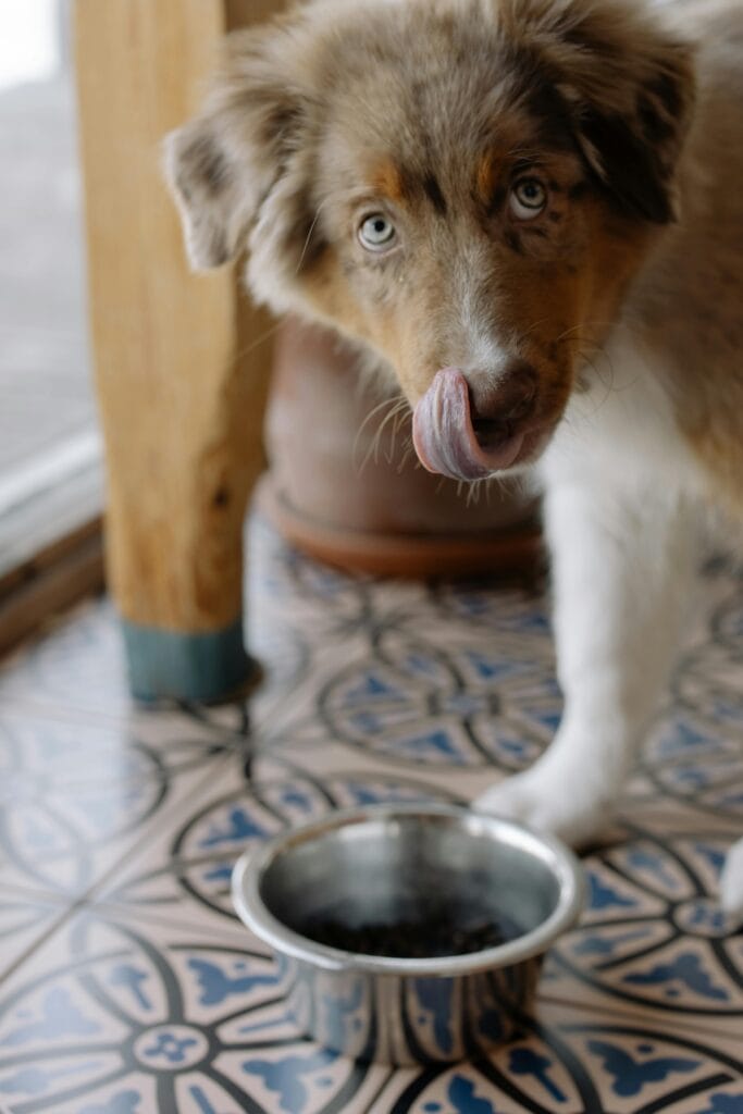 Close-up of an Australian Shepherd with blue eyes licking its lips near a food bowl indoors.