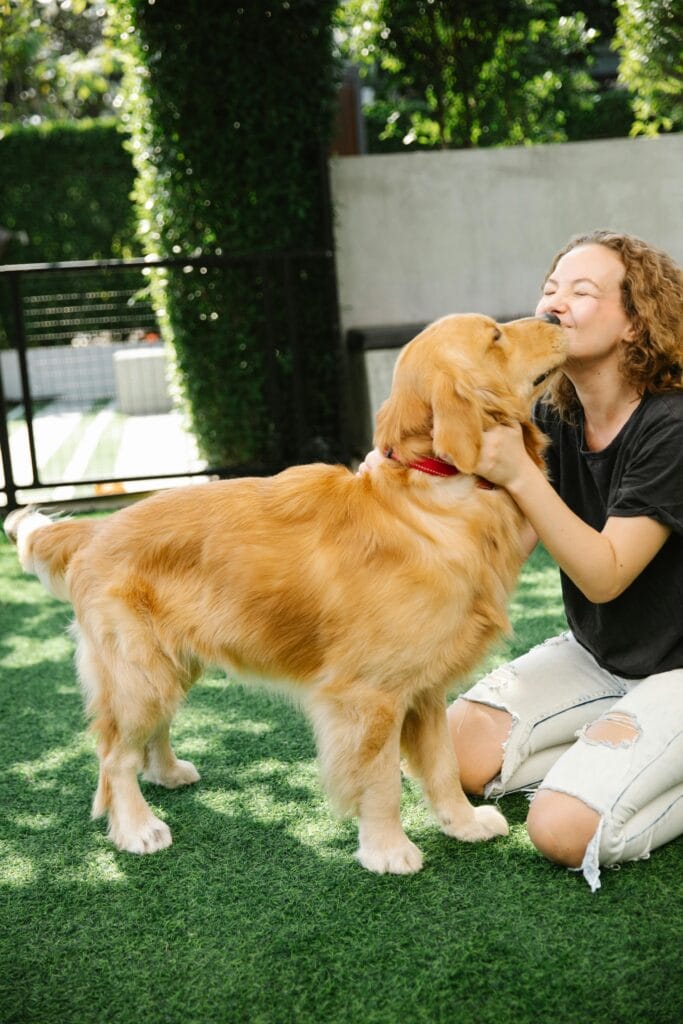 Positive lady in casual outfit with Golden Retriever dog on green grassy lawn near fence and plants in yard in sunny summer day
