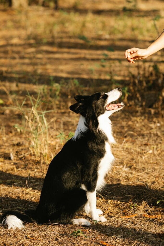 Crop anonymous owner giving treat to loyal black Border Collie dog sitting on ground in countryside