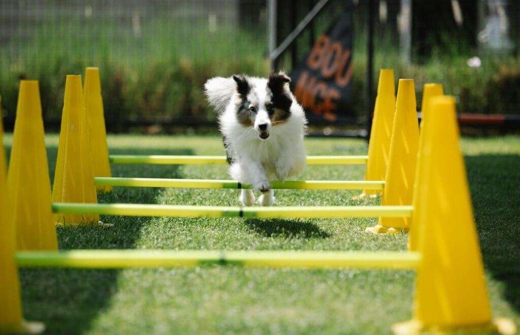 How to Build a Backyard Dog Play Area, Active purebred dog with fluffy coat jumping above bar while running on meadow with cones on sunny day