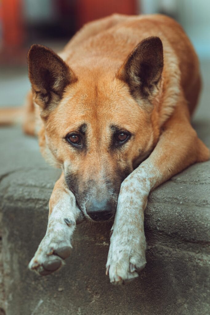 17 Warning Signs Your Dog Might Be Stressed, A sad dog lying down on steps with a contemplative gaze in an outdoor setting.