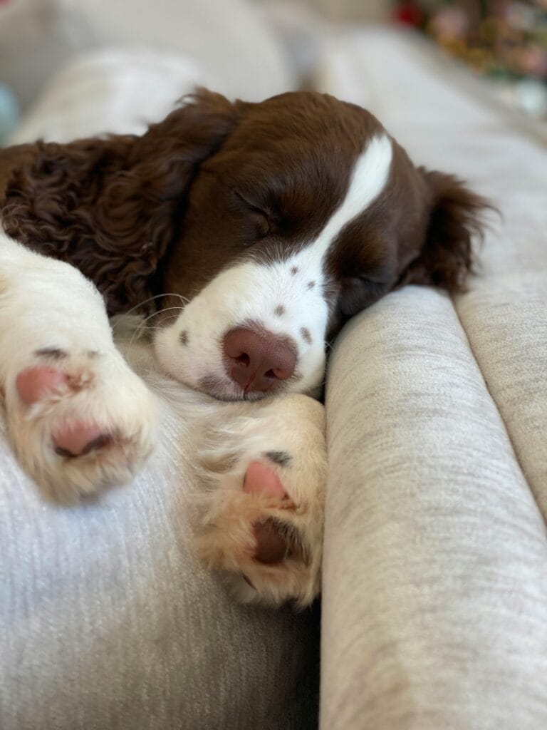 A close-up of a sleeping French Spaniel puppy with paws visible.