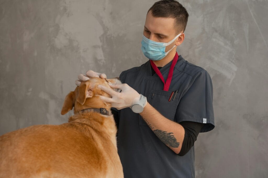 Why Regular Vet Checkups Are Important for Dogs, A professional veterinarian in mask examines a dog indoors during a checkup.