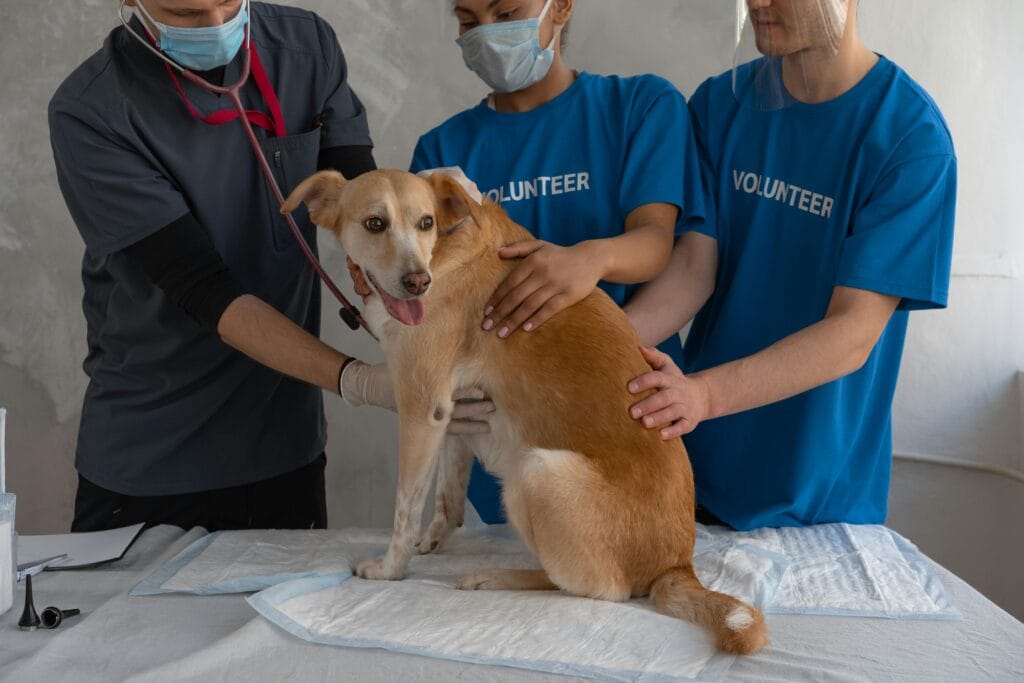 Veterinarian and volunteers caring for a dog during a check-up at a clinic.