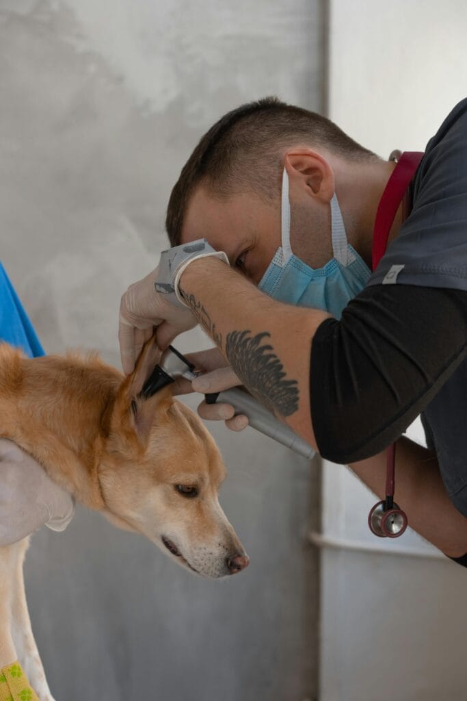 Veterinarian wearing mask examines a dog's ear with precision. Professional care in a clinic setting.