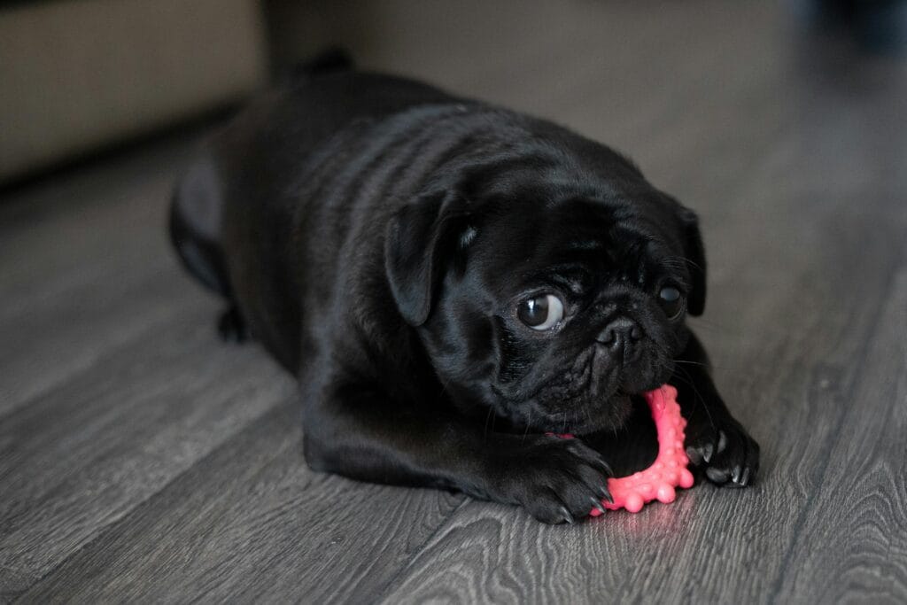 A cute black pug lies on the floor while playing with a red chew toy.