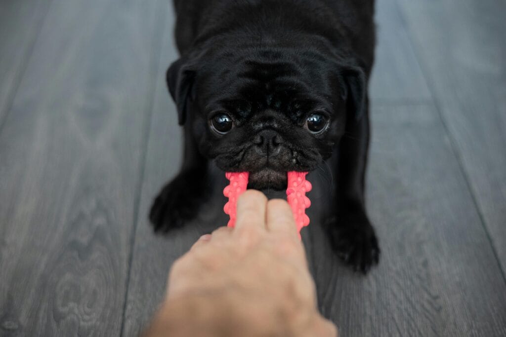Adorable black pug playfully pulling on a pink toy with a human hand on wooden floor.