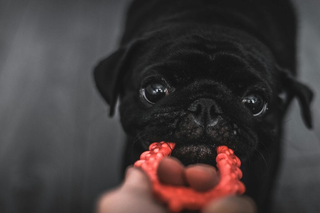 Adorable black pug playing tug-of-war with a red rubber toy, capturing a fun moment.
