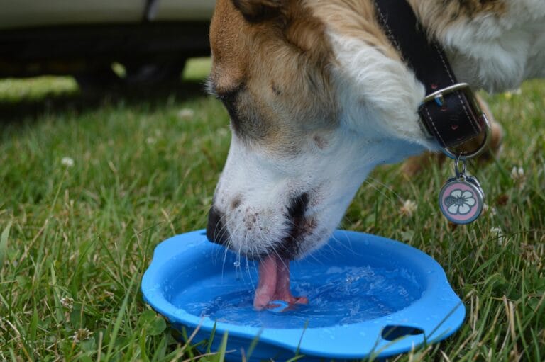 How to Tell if Your Dog Is Dehydrated, A dog quenches its thirst from a blue bowl in a grassy outdoor setting.