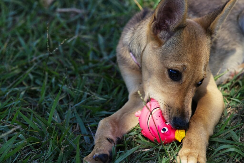 Adorable puppy chewing a toy duck while lying on green grass outdoors.