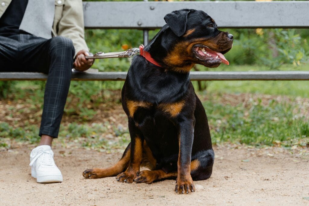 A Rottweiler dog sitting on a leash beside its owner on a park bench.