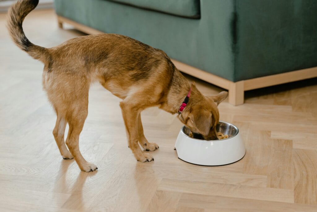 How a Dog’s Digestive System Works, A small brown dog enjoys a meal from its bowl indoors, showcasing cozy living.