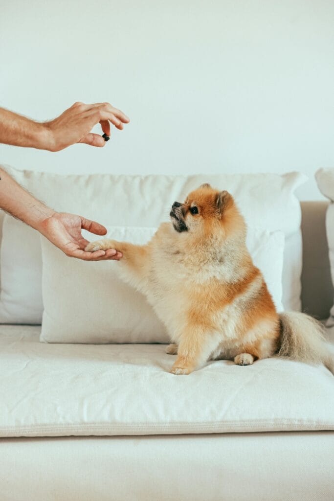 Adorable Pomeranian dog sitting on sofa receiving a treat indoors.