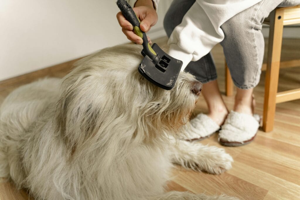 How to Remove Mats From Dog Fur, A cozy indoor scene of a person grooming a large fluffy dog using a brush.