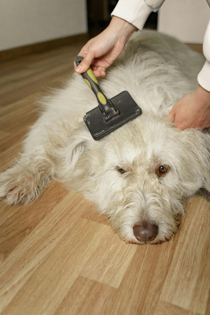 A fluffy white dog getting gently brushed on a wooden floor by a hand holding a grooming tool.