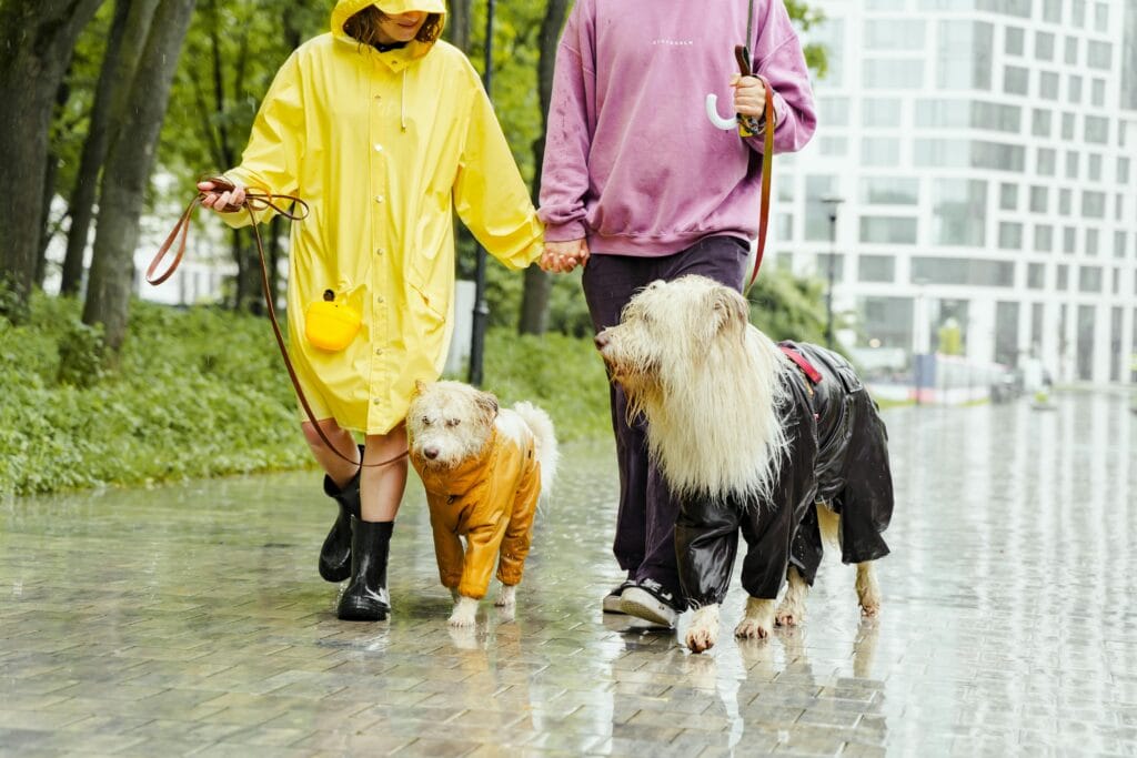 Couple walking dogs in raincoats on a wet path in an urban park. Rainy day, togetherness, pet care.