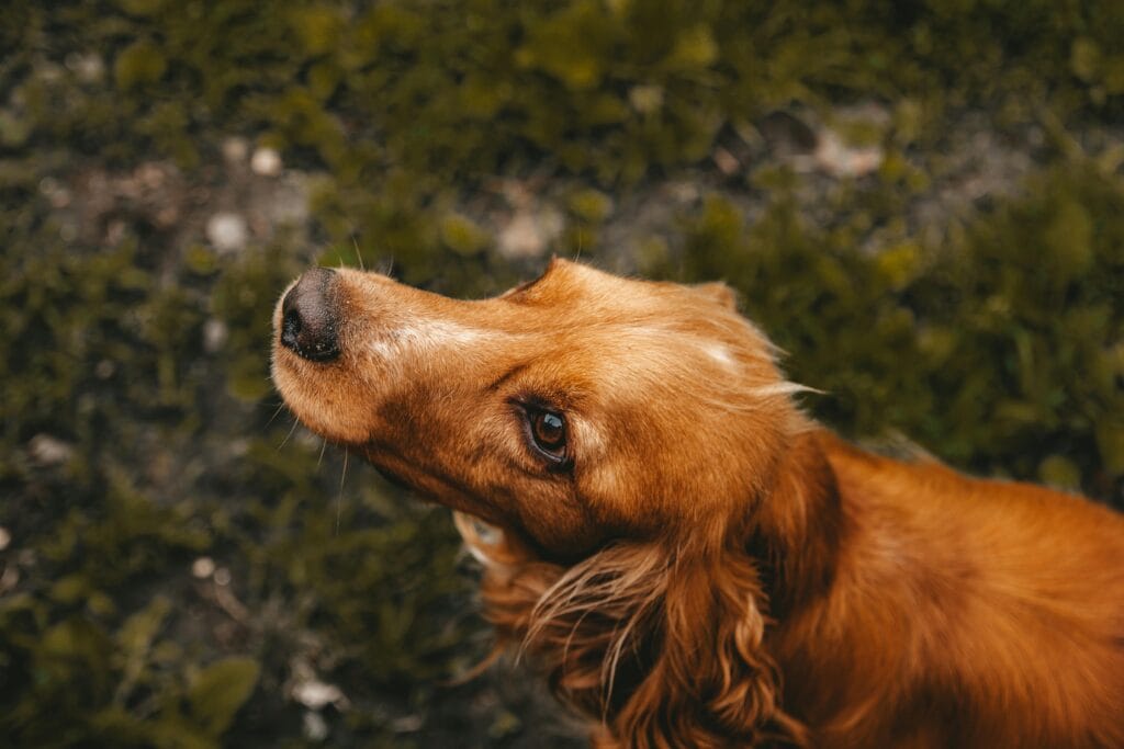 21 Small Things That Instantly Make Your Dog Love You More, Close-up of a cute cocker spaniel dog looking upwards in a grassy area.
