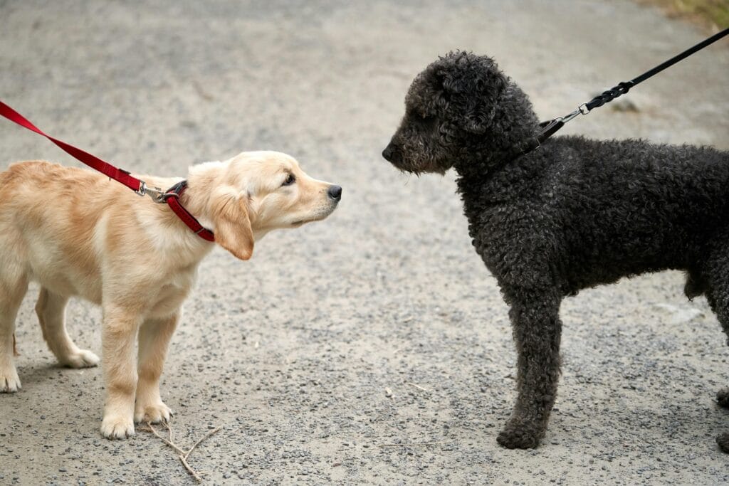 How to Introduce a Puppy to Other Dogs, Golden retriever puppy and Spanish water dog face-off on a walk.