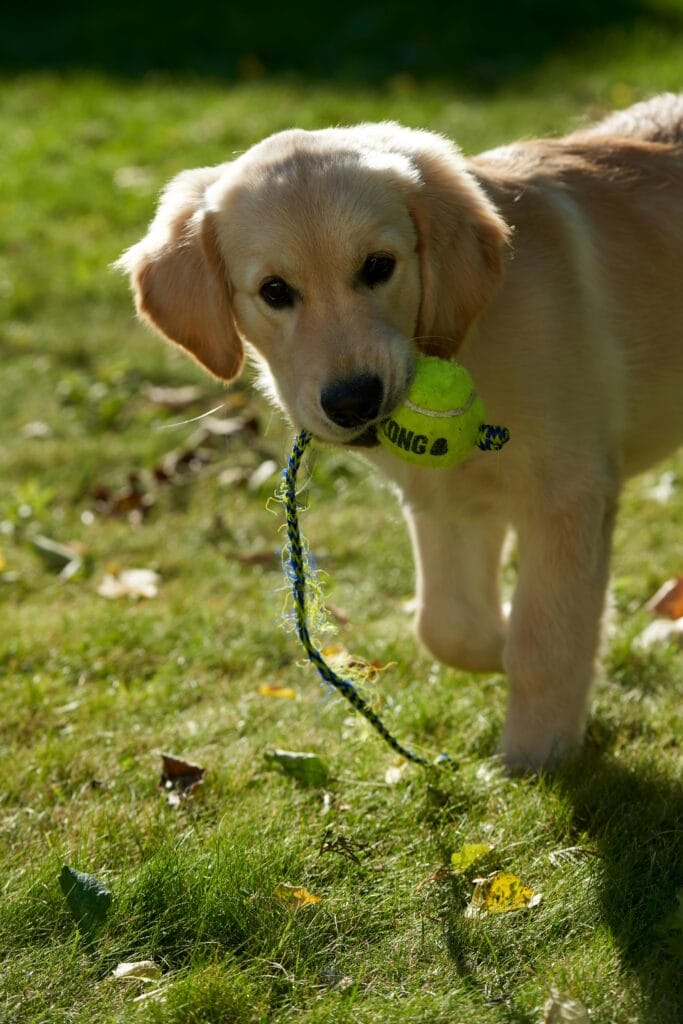 Adorable golden retriever puppy playing with a toy ball in sunny garden setting.