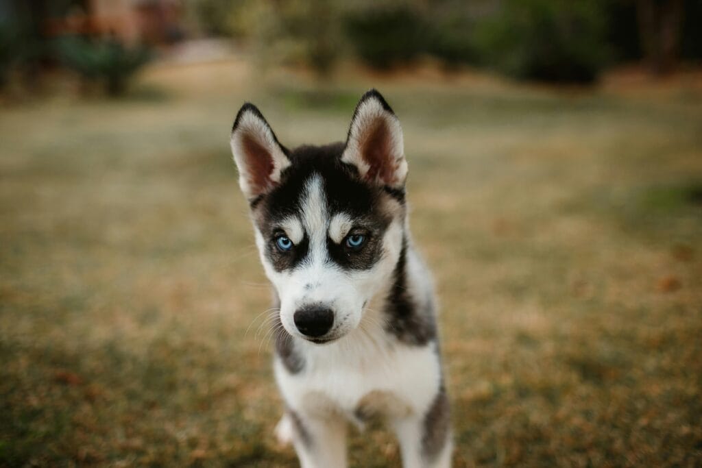 Charming close-up of a Siberian Husky puppy with blue eyes standing in a grassy field.