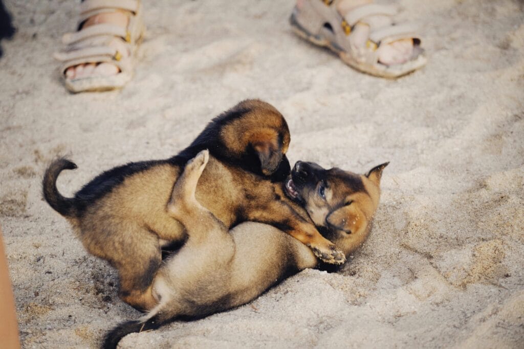 Two cute puppies playing playfully on a sandy area. Perfect for pet lovers.