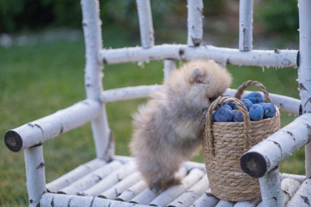 Adorable Pomeranian puppy exploring a woven basket filled with plums outdoors.