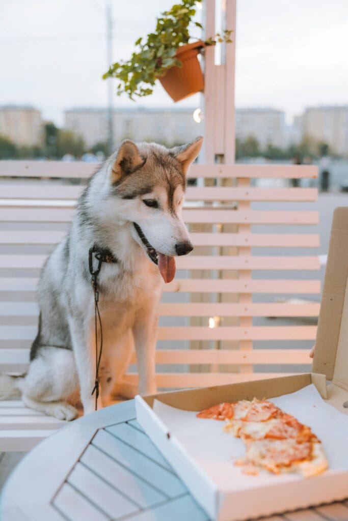 A Siberian Husky sits outdoors, captivated by a pizza box on a table, showcasing its adorable curiosity.