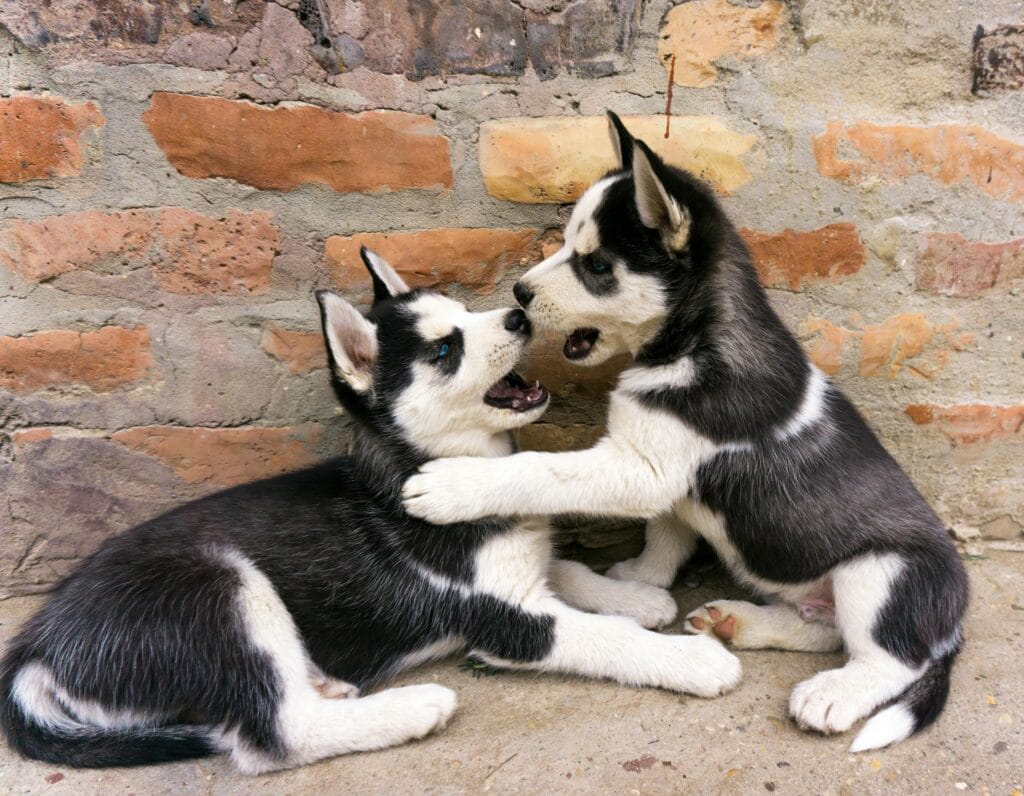 Adorable Siberian Husky puppies playfight, showcasing their playful nature against a rustic brick wall.