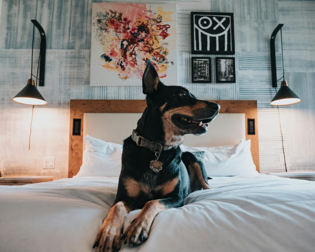 A dog comfortably relaxing on a bed in a stylish, modern bedroom with artistic decor.