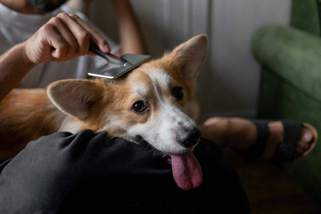 How to Groom Your Dog at Home, A man gently brushes his corgi indoors, showcasing a calm pet care moment.